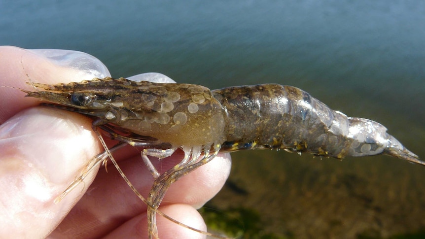 A gloved hand holds a large uncooked prawn with white spot disease.