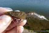 A close up of a raw prawn being held in a hand