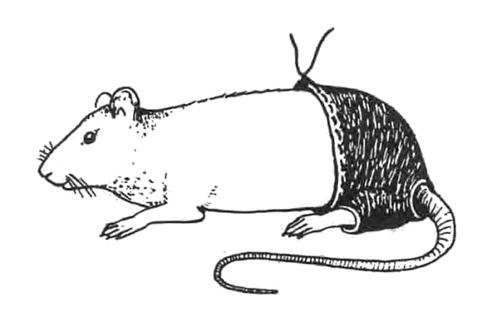 A posthumous Ig Nobel was awarded for research into rodents' trousers.