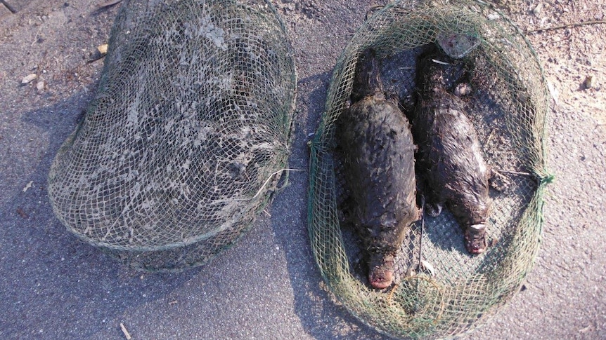 Dead platypuses in a trap pulled from Point Hut Pond in the ACT in 2015