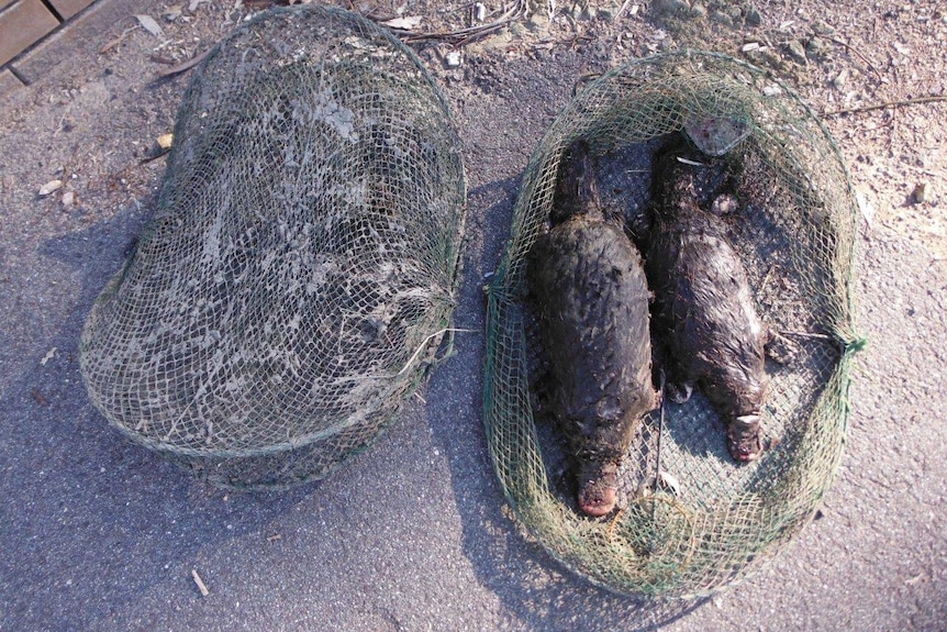 Dead platypuses in a trap pulled from Point Hut Pond in the ACT in 2015