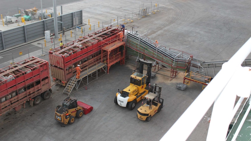 Crews prepare to run cattle off a truck onto a ship destined for Vietnam at the Townsville port.