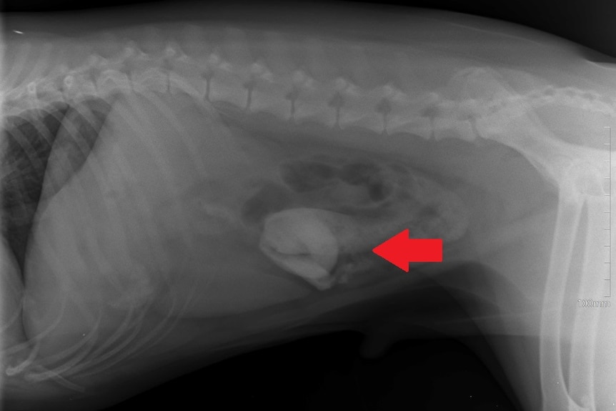X-ray of dog's intestines