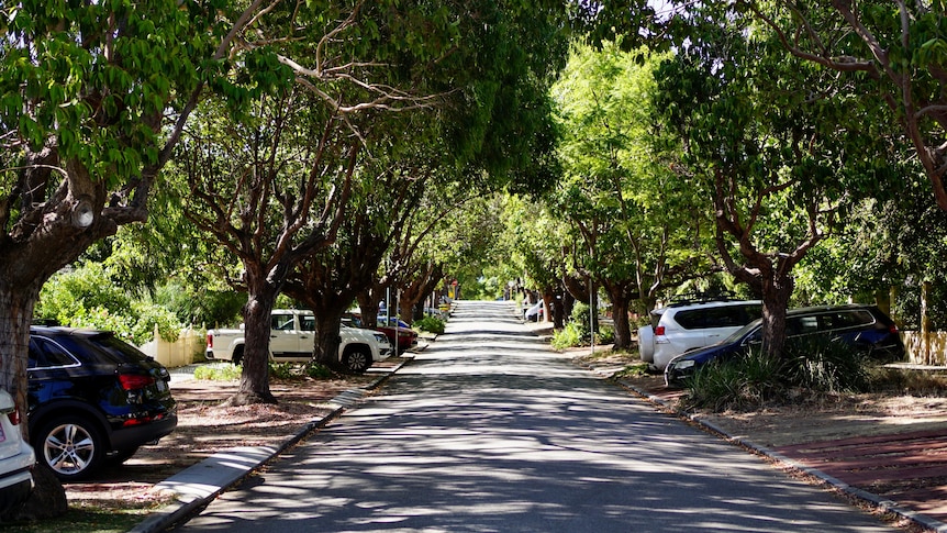 A leafy street pictured down the middle
