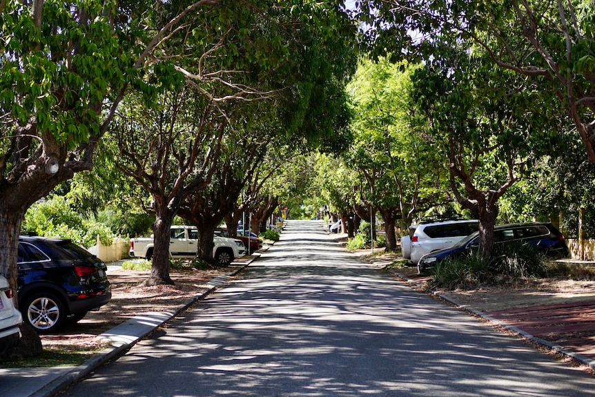 A leafy street pictured down the middle