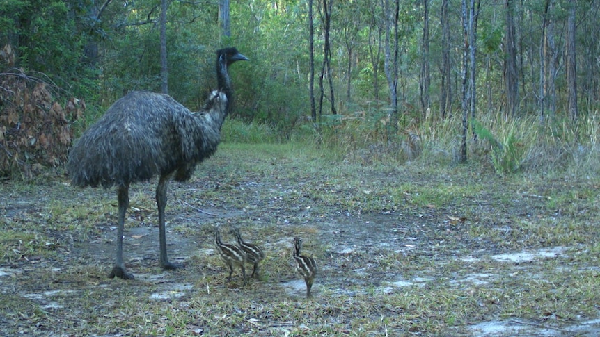 Coastal Emus