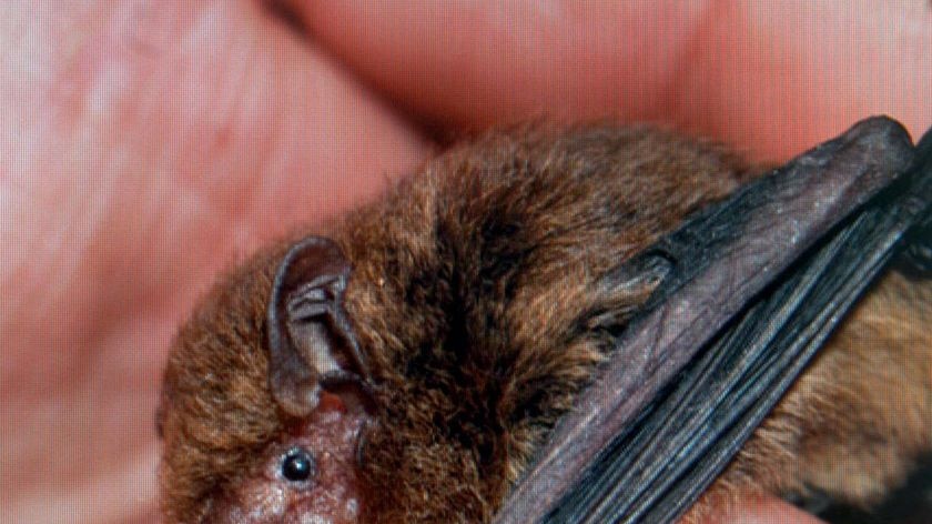 ACT Health says only people who are vaccinated and trained in the care of bats should handle them.