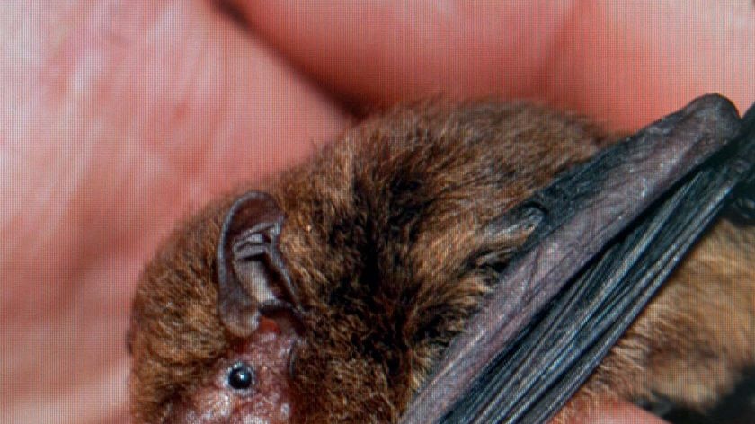 The Christmas Island Pipistrelle Pipistrellus murrayi