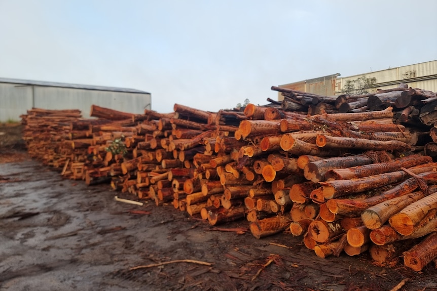 cameroon timber Stacks of timer