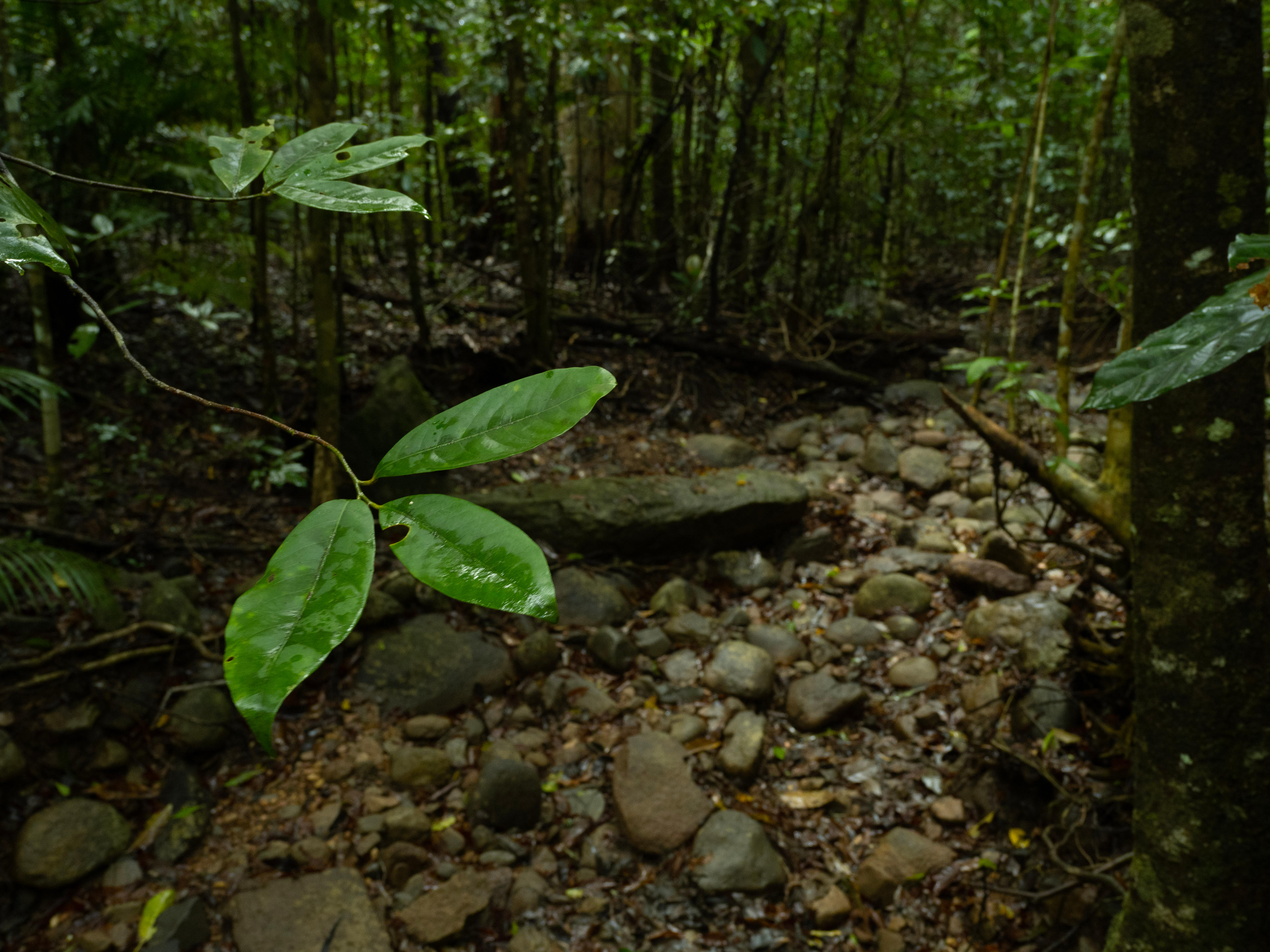 Natures Echo: Tom Crowther on ecosystem interconnectivity