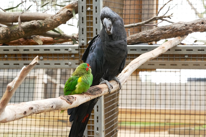 A red tailed black cockatoo and musk lorikeet at a wildlife sanctuary