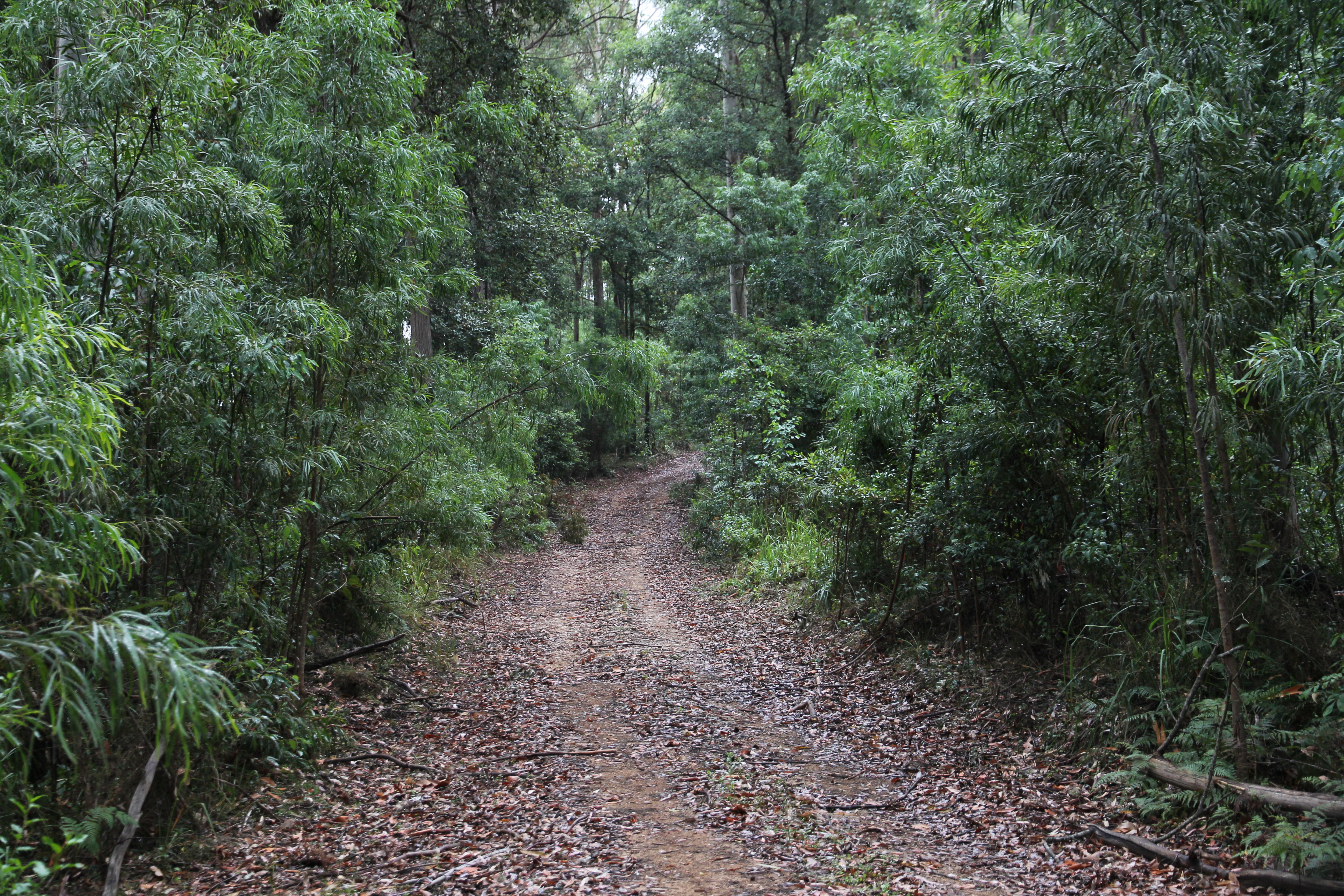 Un camino de terracería hacia áreas de bosque nativo.
