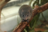 A close-up of a dibbler sitting on a branch.