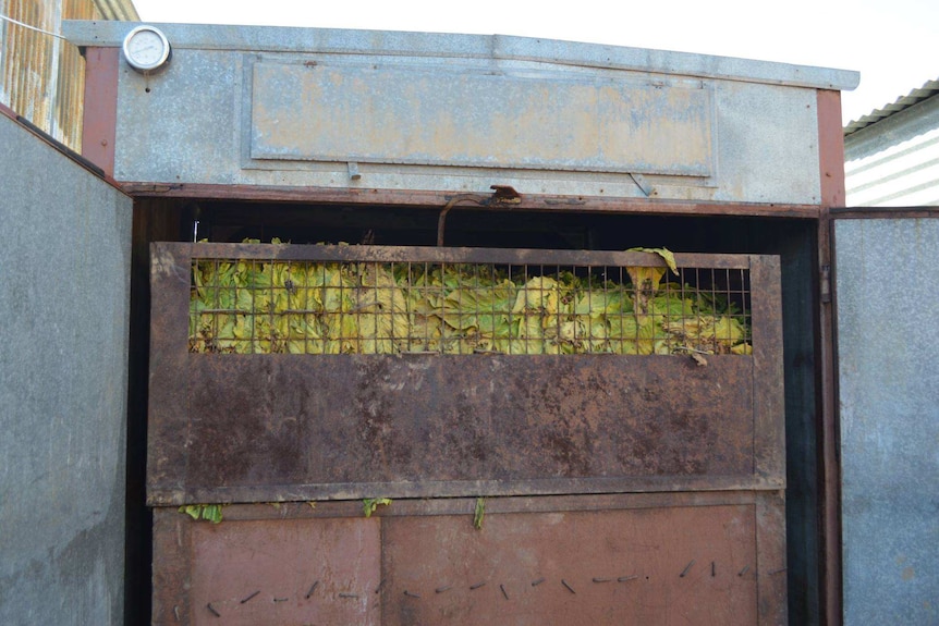 Tobacco leaf in a trolley.