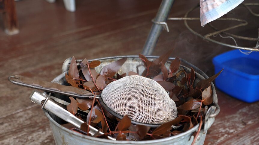 Boiled gum leaves sit steaming in a metal bucket with an upturned sieve on top.