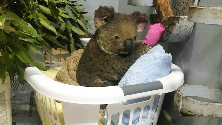 koala rescued from fireground