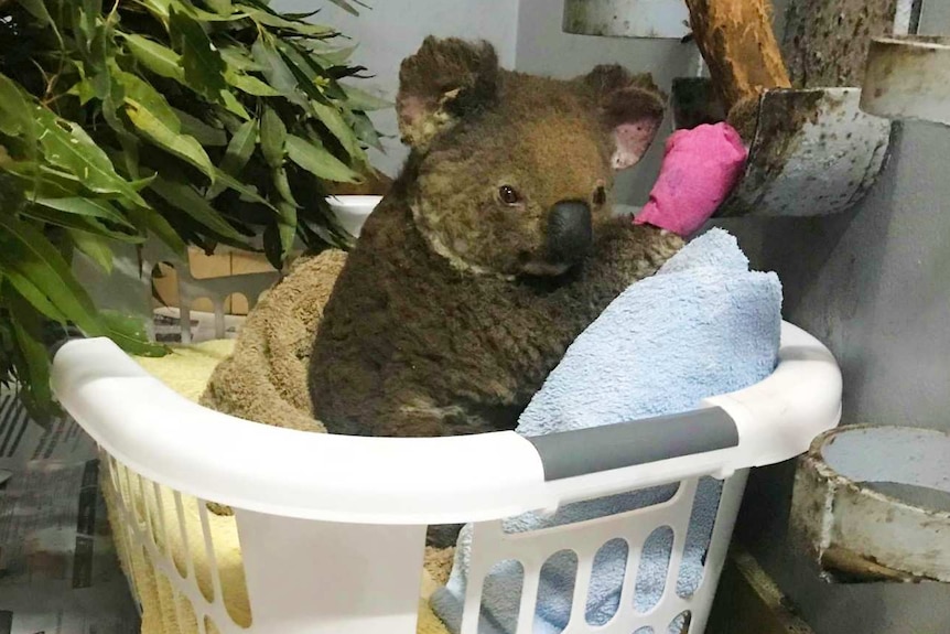 A koala in a washing basket