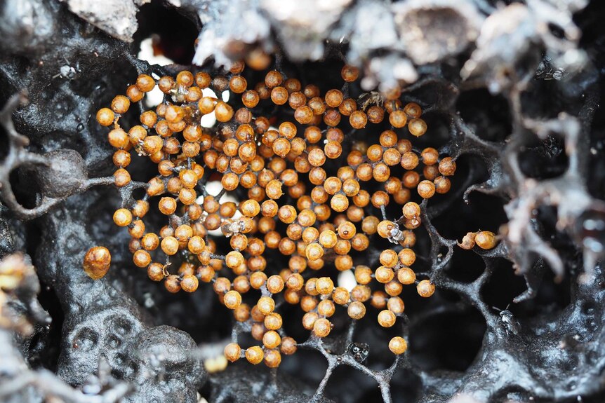 Close up photo of a native stingless beehive.