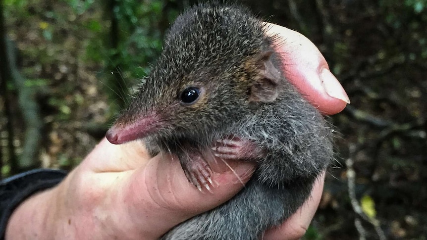 A small rat like marsupial being held.