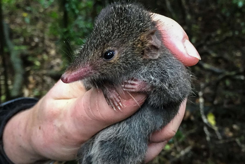Sex-charged marsupial under threat in south-east Queensland habitat, due to  lower rainfall - ABC News