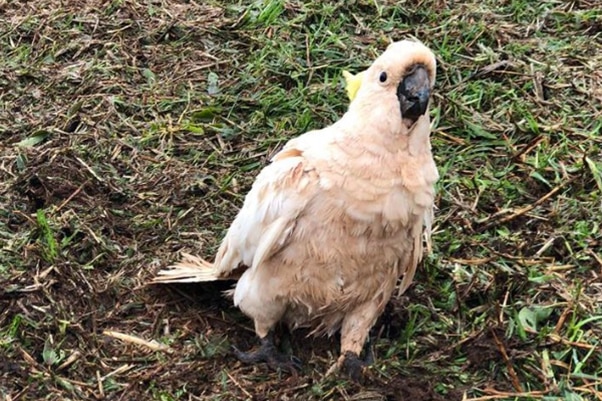 Cockatoo that survived a wild hail storm walks on grass at a property