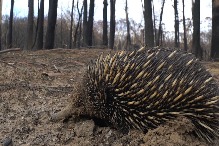 An echidna walking over burnt ground in a forest on Kangaroo Island.