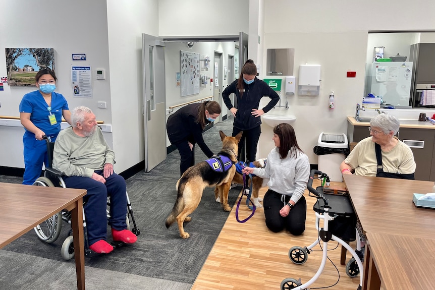Hospital staff and patients meet a therapy and handler.