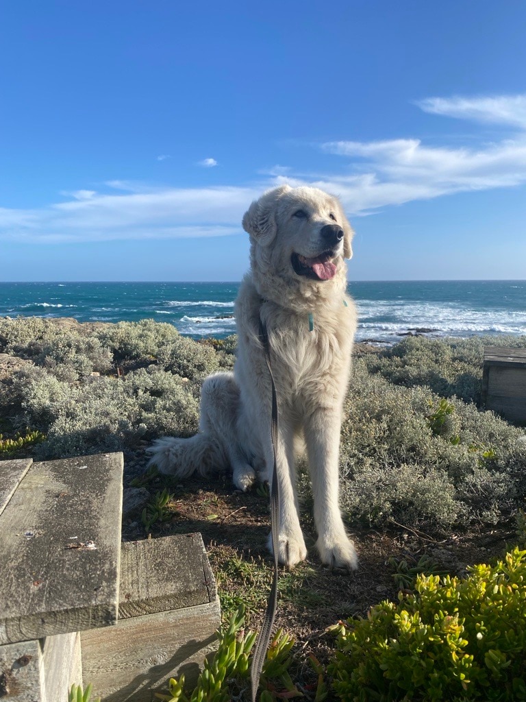 A maremma sheep dog sitting on Middle Island with the ocean behind it.