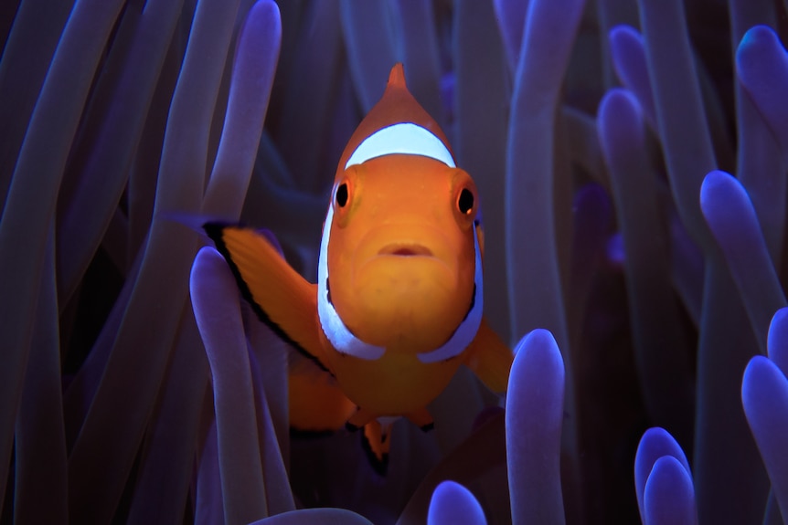 Clownfish in anemone