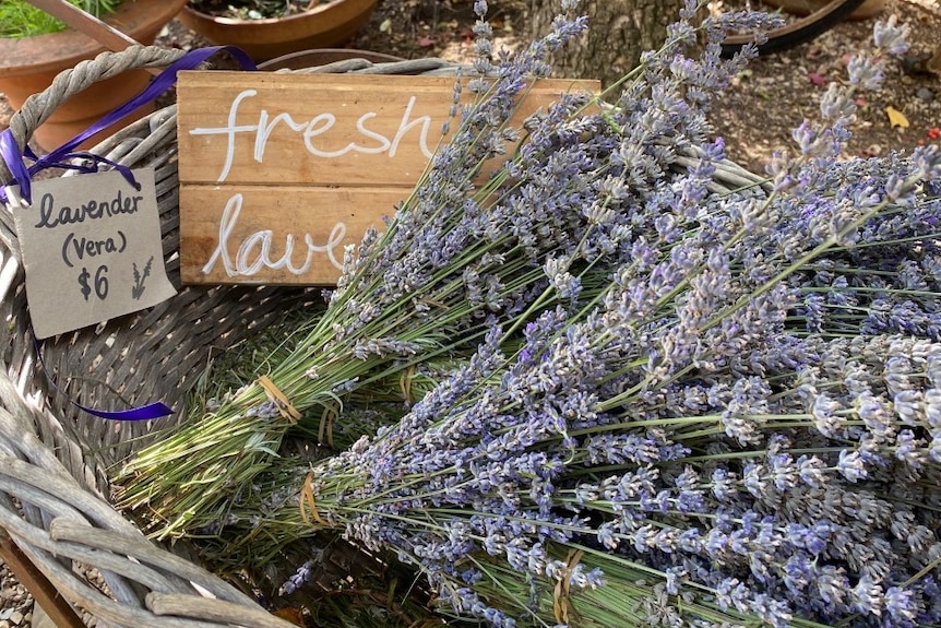 Bunches of lavender and signage offering it for sale.