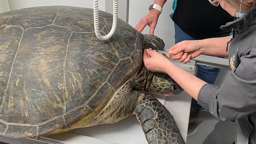 A vet leans over a large sea turtle to take a blood sample