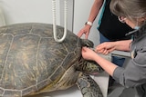 A vet leans over a large sea turtle to take a blood sample