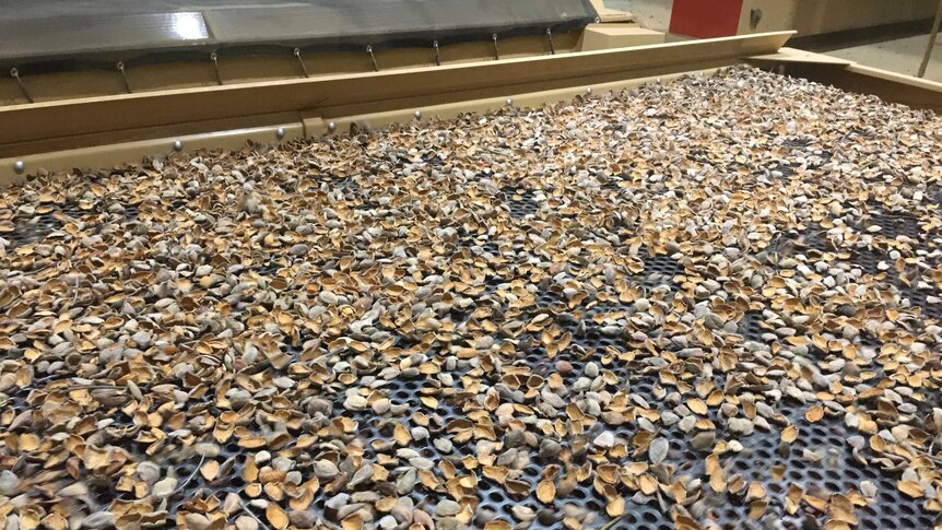 Nut shells at an almond processing facility.