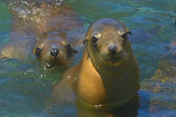 Two sea lion pups in the ocean.