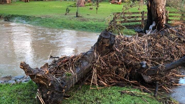 A tree down across a flooded creek