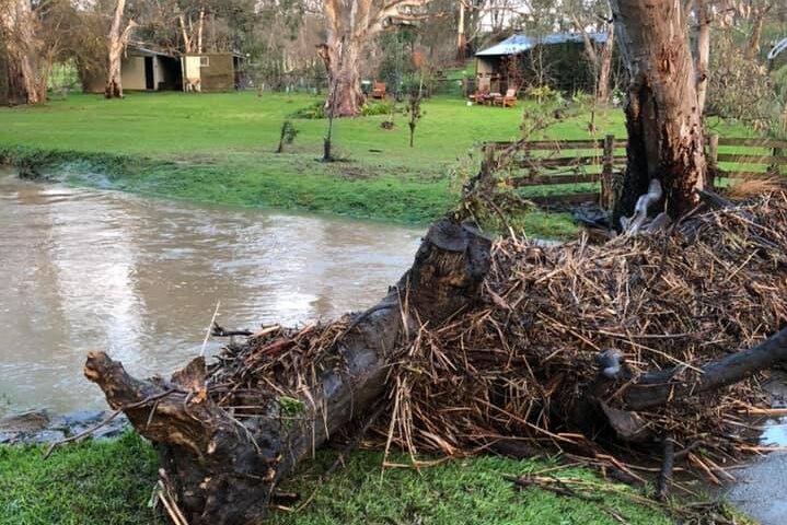 A tree down across a flooded creek