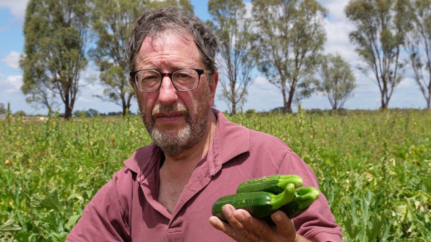 A middle-aged man kneels in a field holding three freshly-picked zucchinis.