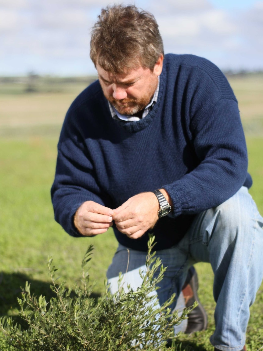 Man kneels over small bush and examines it.