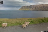 Sheep graze near an ocean.