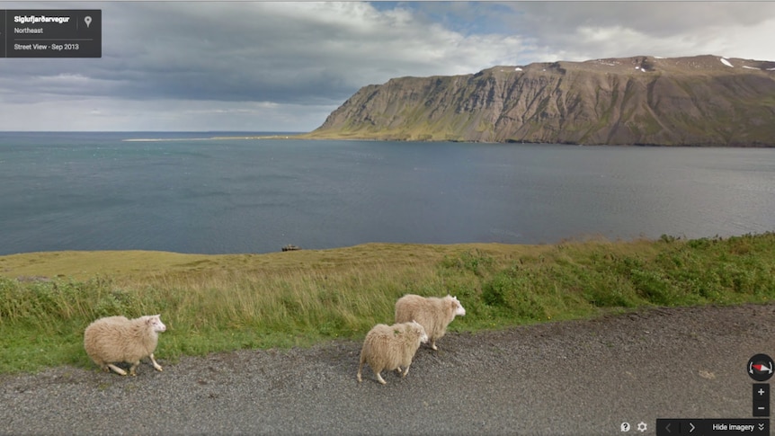 Sheep graze near an ocean.