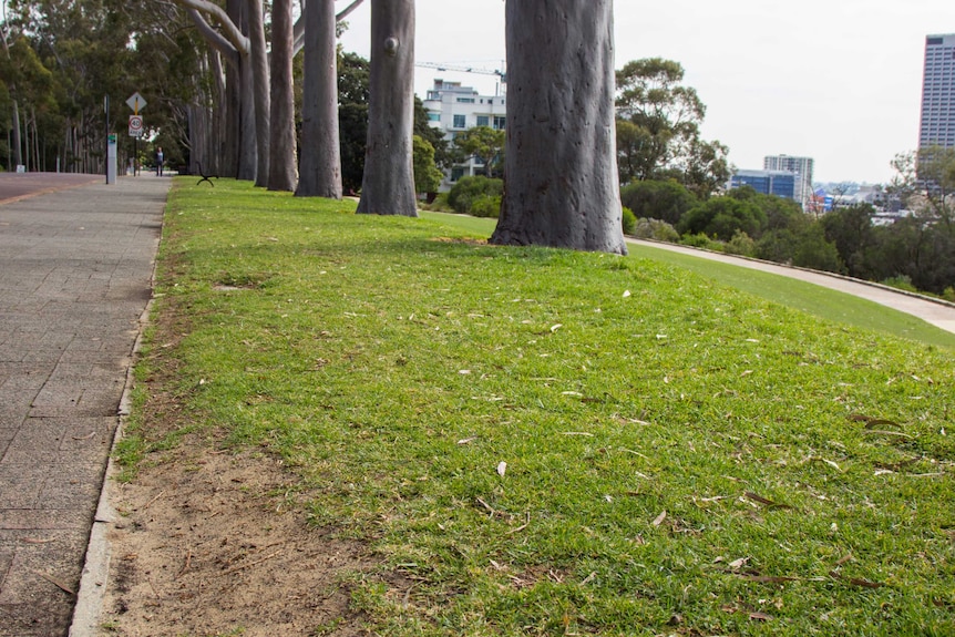 Kings Park lawn on Fraser Avenue