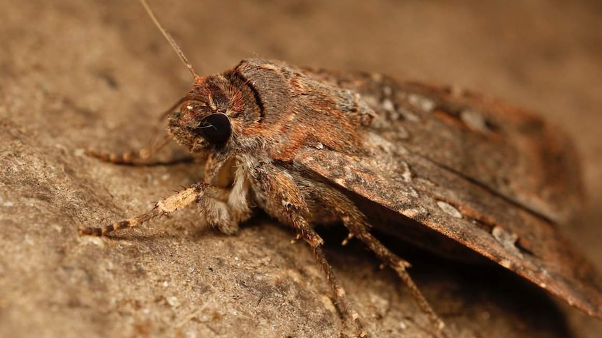 Brown, furry moth on cave wall with large black eyes