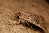 Bogong moth on cave wall