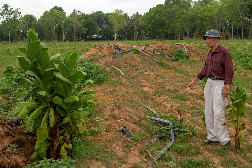 a man stands next to a tobacco plant and a pile of irrigation pipes.