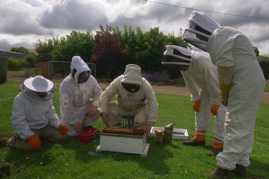 five people wearing white beekeeping suits bend over a hive on the ground