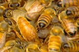 A close up image of bees in a hive