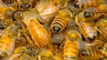 A close up image of bees in a hive