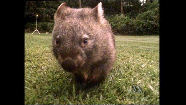 A wombat on grass