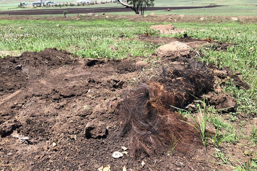 Horse hair remains at the Craigend property at Charlton near Toowoomba.