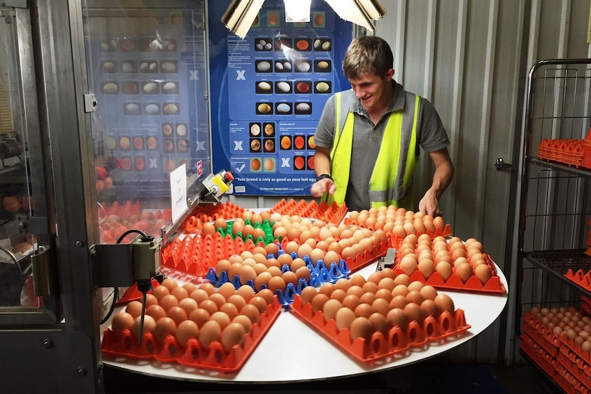 Man with egg sorting machine